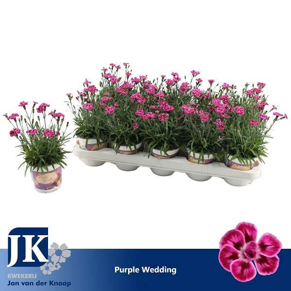 Picture of Dianthus purple wedding