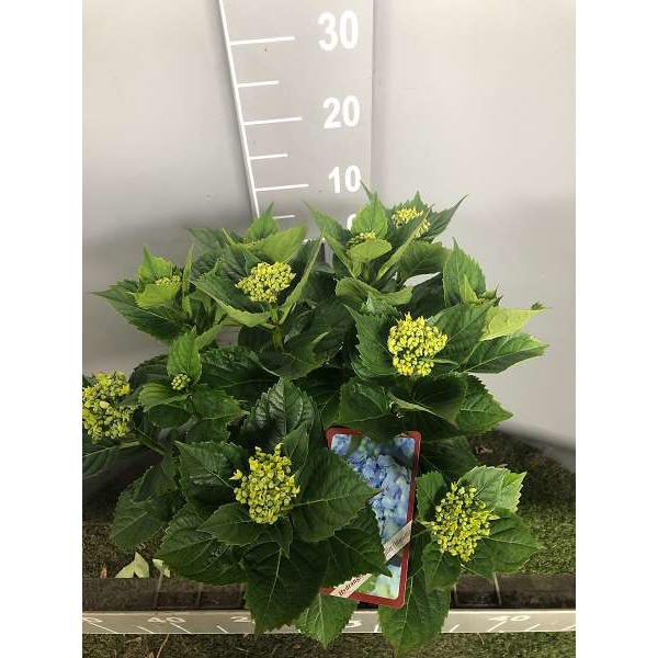 Picture of Hydrangea macrophylla early blue