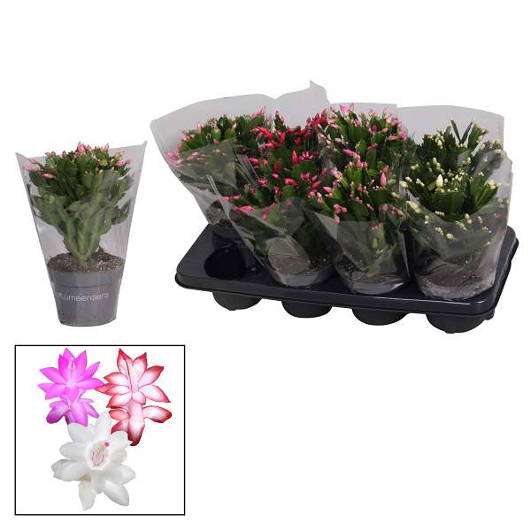 Picture of SCHLUMBERGERA GAERTNERI MIX