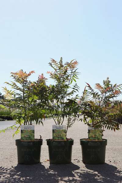 Picture of Sorbaria sorbifolia pink hopi