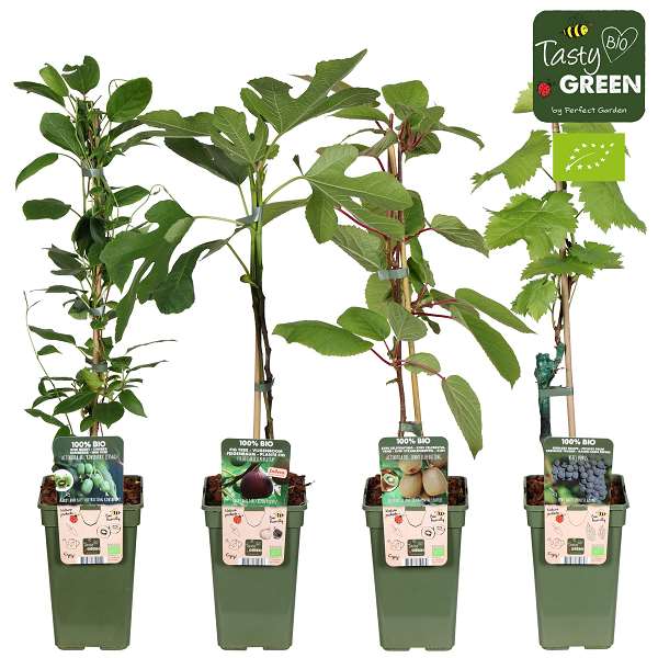 Picture of Soft fruit bio mix