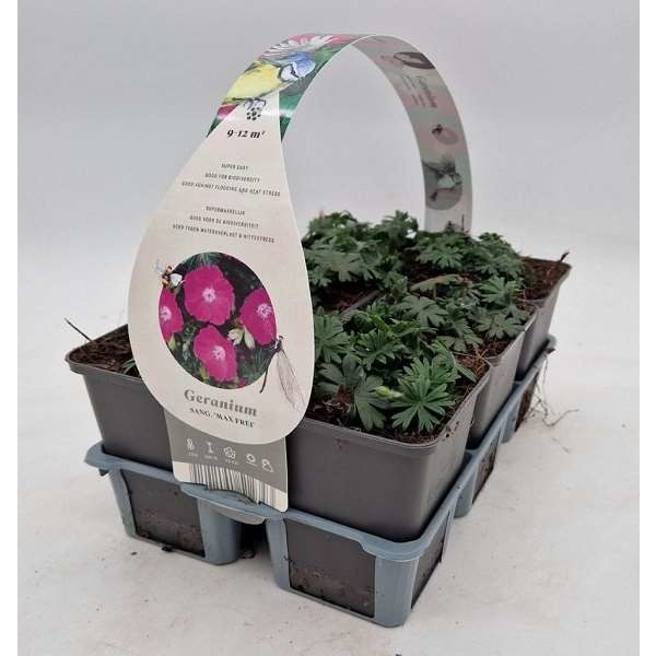 Picture of GERANIUM SANGUINEUM MAX FREI 06-PACK