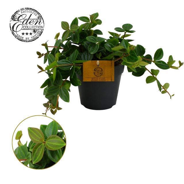 Picture of PEPEROMIA ANGULATA ROCCA SCURO