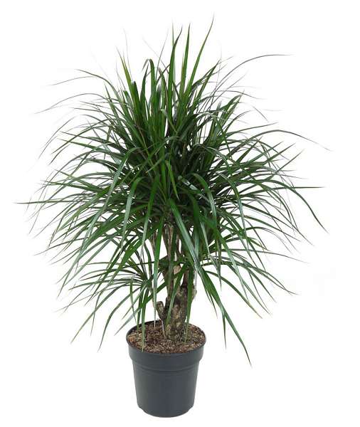 Picture of DRACAENA MARGINATA BRANCHED