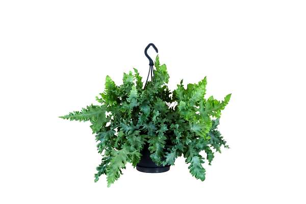 Picture of PHLEBODIUM DAVANA IN HANGING BASKET