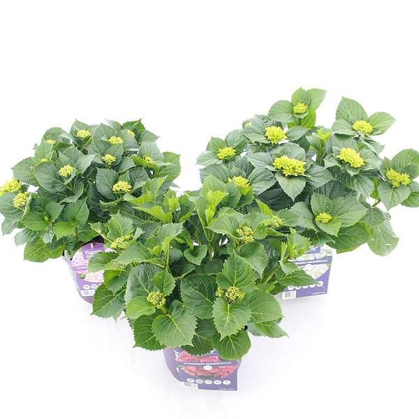 Picture of Hydrangea macr  forever and ever c 5l