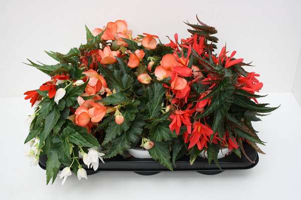Picture of BEGONIA BOLIVIENSIS WATERFALL MIX