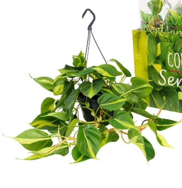 Picture of PHILODENDRON SCANDENS BRASIL IN HANGING BASKET