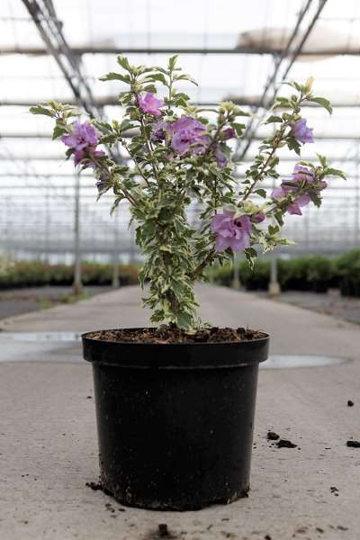 Picture of HIBISCUS SYRIACUS 'SUMMER RUFFLE®' FIRST EDITIONS®