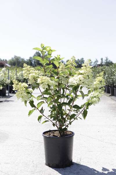 Picture of HYDRANGEA PAN. FRAISE MELBA
