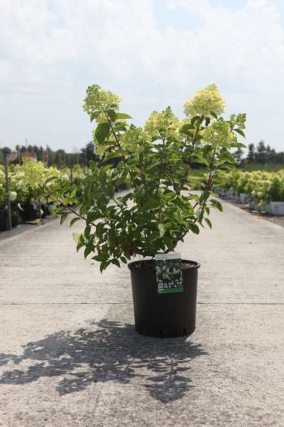 Picture of Hydrangea pan  polar bear
