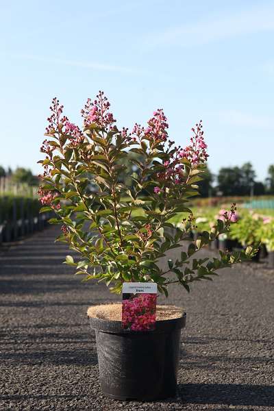 Picture of LAGERSTROEMIA INDICA HOPI