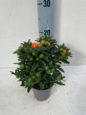 Picture of SOLANUM THORINO