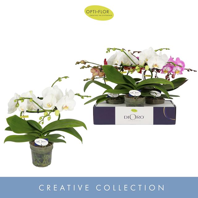 Picture of PHALAENOPSIS 02-STEM DIORO MIX 
