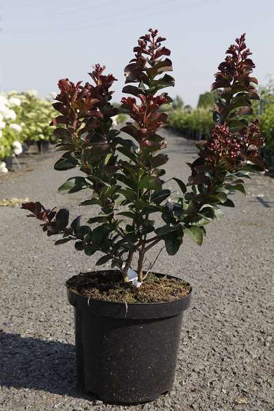 Picture of LAGERSTROEMIA INDICA RHAPSODY IN PINK