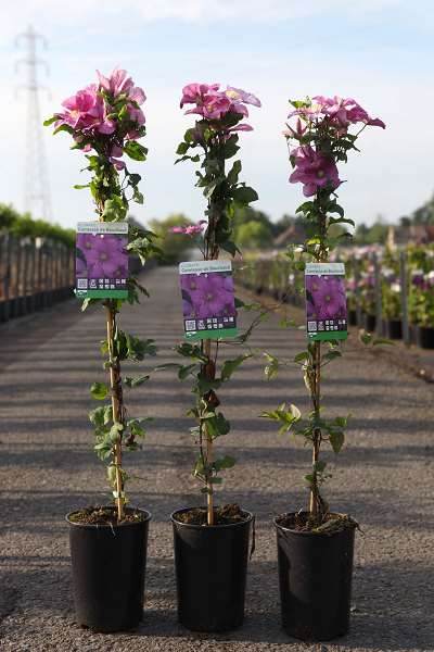 Picture of CLEMATIS 'COMTESSE DE BOUCHAUD'