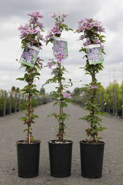 Picture of CLEMATIS 'PIILU'