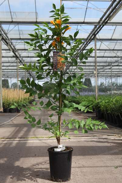 Picture of CAMPSIS TAGLIABUANA GOLDEN TRUMPET