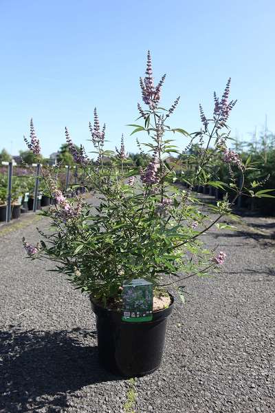 Picture of VITEX AGNUS-CASTUS PINK PINNACLE