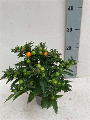 Picture of SOLANUM PSEUDOCAPSICUM THORINO