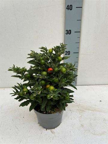 Picture of Solanum pseudocapsicum thorino