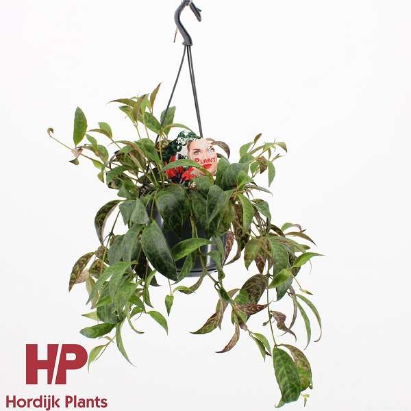 Picture of AESCHYNANTHUS MARMORATUS IN HANGING BASKET