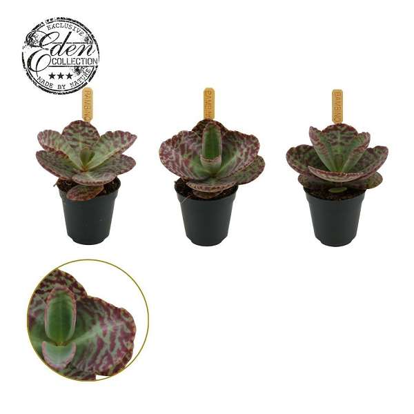 Picture of Kalanchoe humilis