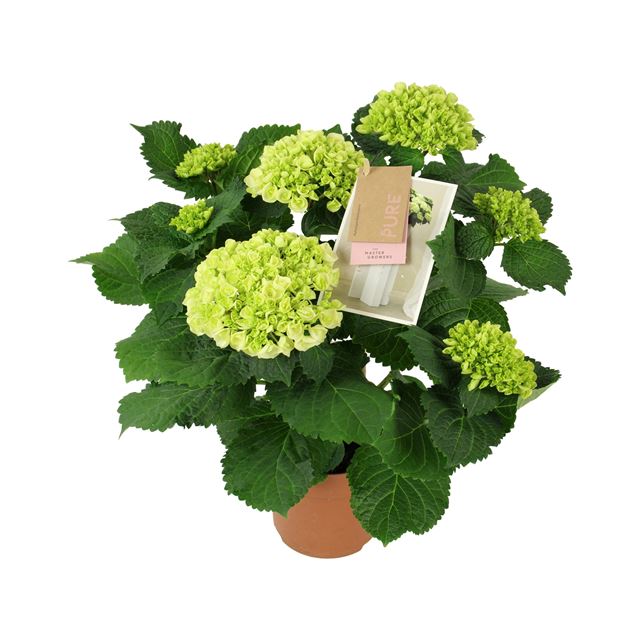 Picture of HYDRANGEA MACROPHYLLA 05+FL CRYSTAL PALACE WHITE