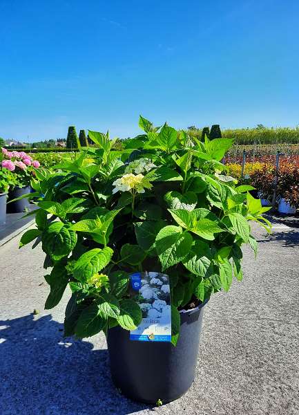 Picture of Hydrangea macrophylla endless summer the bride
