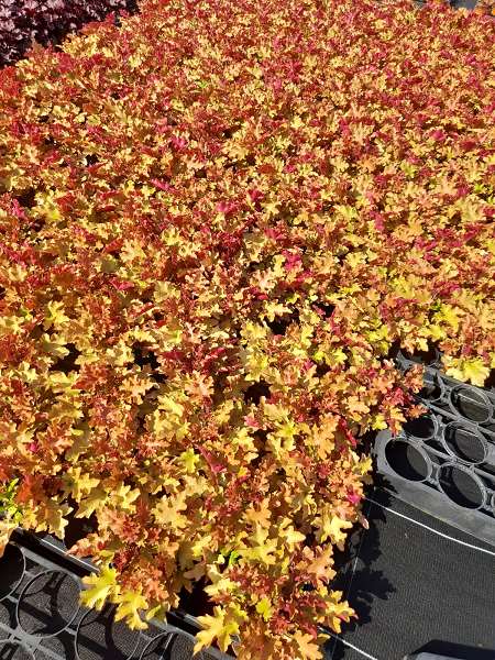 Picture of HEUCHERA HYBRIDE MARMALADE