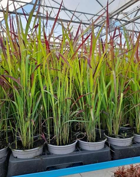 Picture of Imperata cylindrica red baron