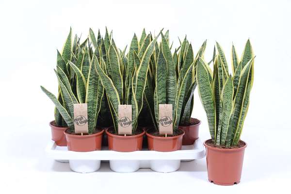 Picture of SANSEVIERIA TRIFASCIATA LAURENTII