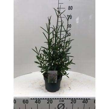 Picture of VERBENA BONARIENSIS LOLLIPOP