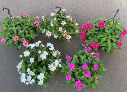 Picture of Catharanthus rosea hanging basket