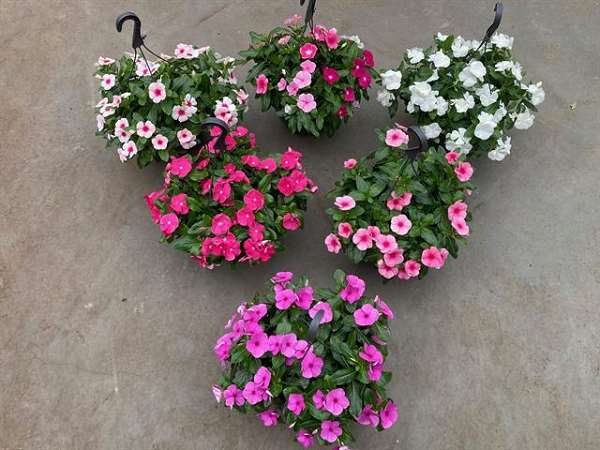 Picture of CATHARANTHUS ROSEA HANGING BASKET