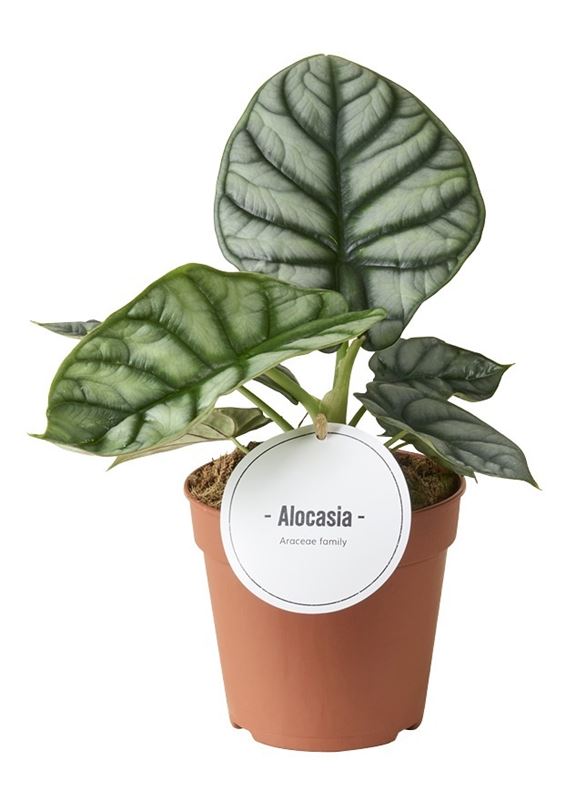 Picture of Alocasia silver dragon