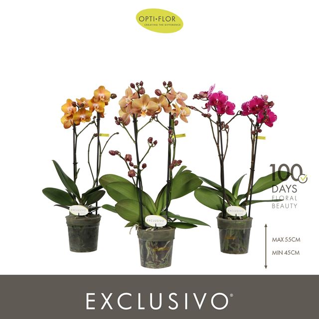 Picture of Phalaenopsis 02-stem exclusivo