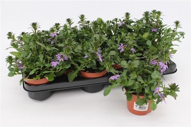 Picture of Scaevola blue