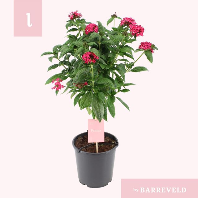 Picture of Pentas lanceolata pink on stem