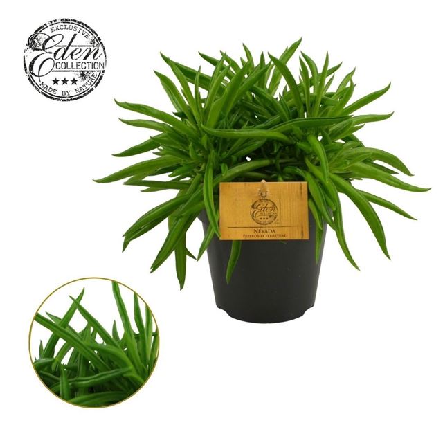 Picture of Peperomia ferreyrae nevada
