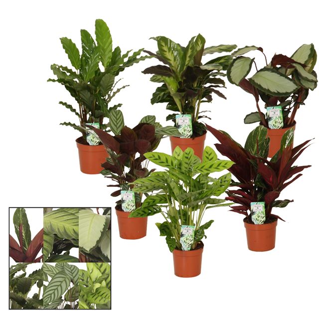 Picture of CALATHEA MIX