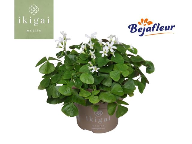 Picture of OXALIS TRIANGULARIS GREEN LEAVED