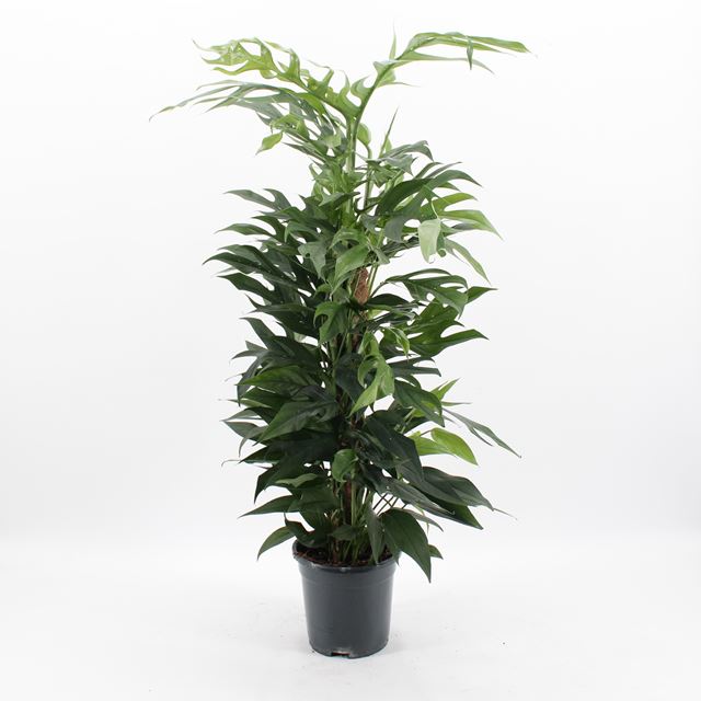 Picture of Epipremnum pinnatum baltic blue