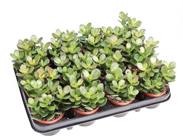 Picture of Crassula ovata minor