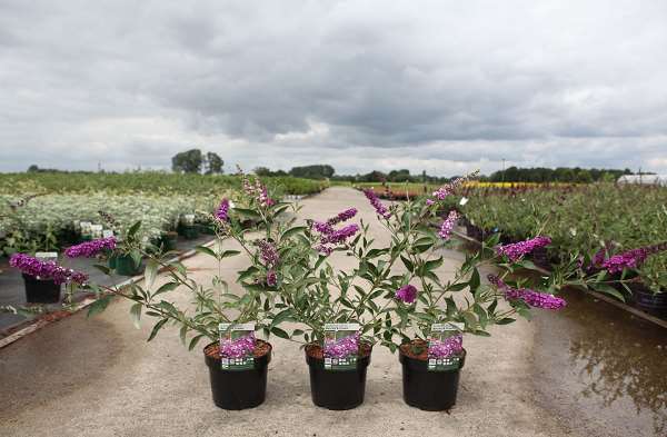 Picture of BUDDLEJA DAVIDII BERRIES & CREAM
