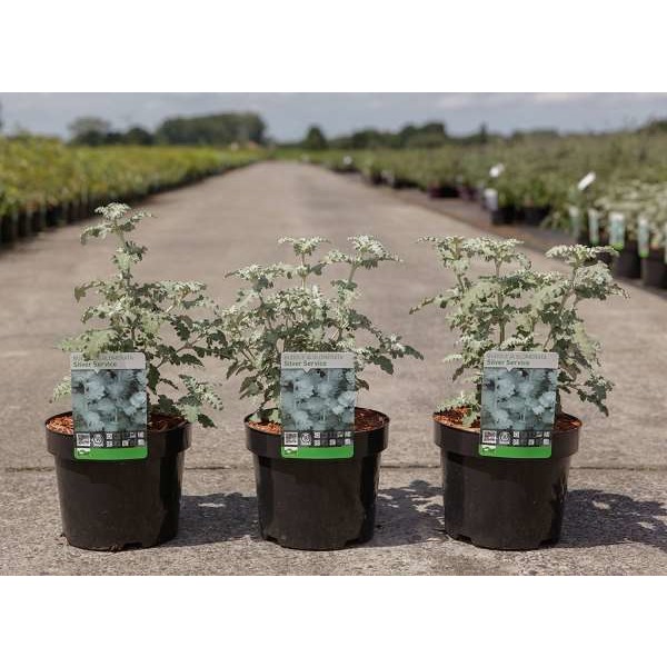 Picture of Buddleja glomerata silver service