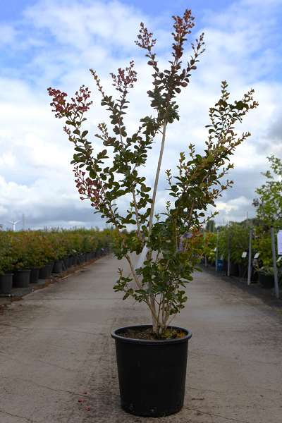 Picture of LAGERSTROEMIA INDICA BRAISE D'ETE