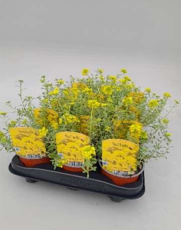 Picture of ALYSSUM MONTANUM BERGGOLD