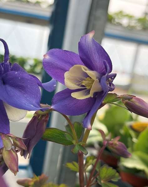 Picture of Aquilegia caerulea spring magic navy and white