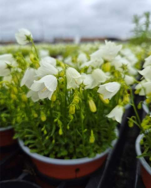 Picture of Campanula cochleariifolia alba
